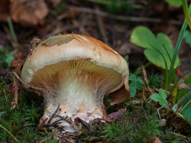 Cortinarius odorifer